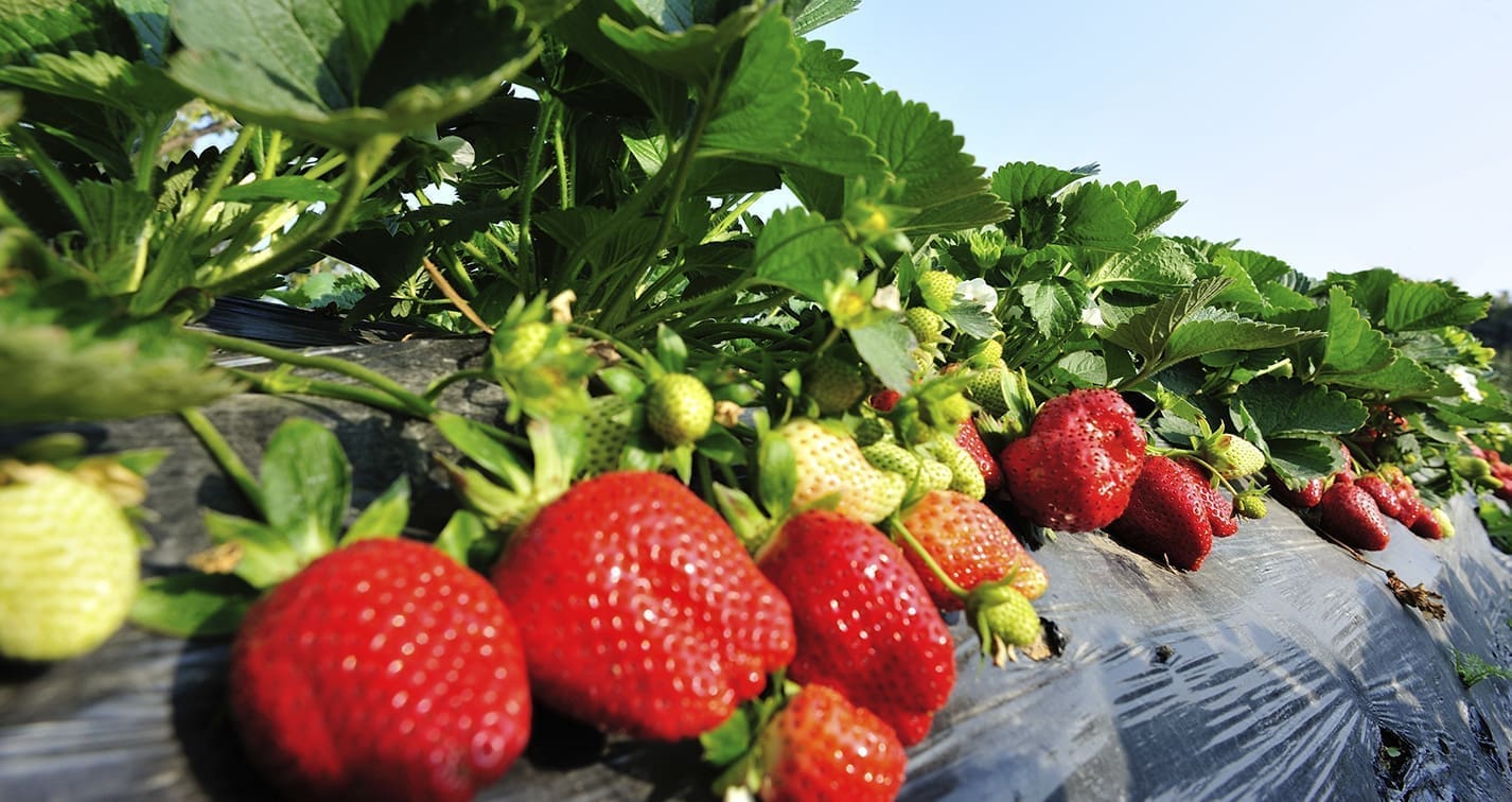 NUREL participa en Proyecto AGROACTIFILM.